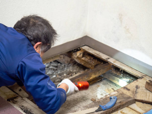 Best Professional Mold Removal  in Rosemont, IL