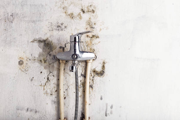 Best Black Mold Removal  in Rosemont, IL