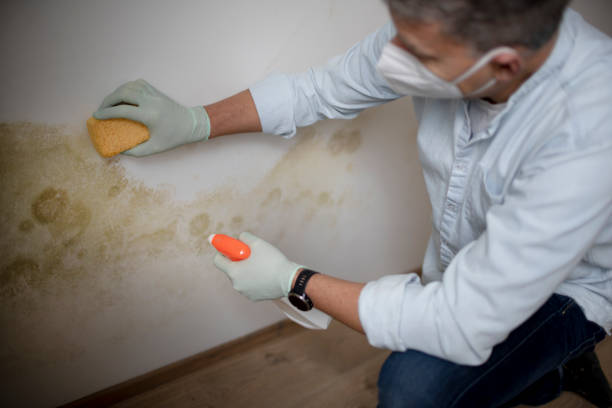 Best Mold Damage Repair  in Rosemont, IL