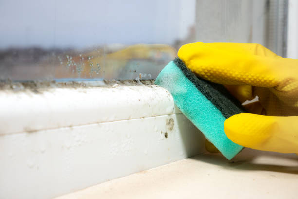 Best Commercial Mold Removal  in Rosemont, IL