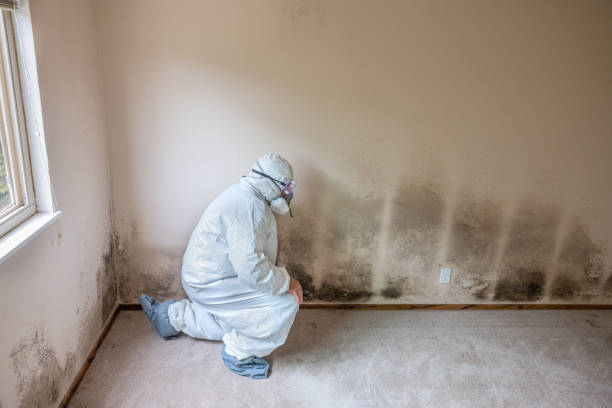 Mold Removal and Inspection in Rosemont, IL