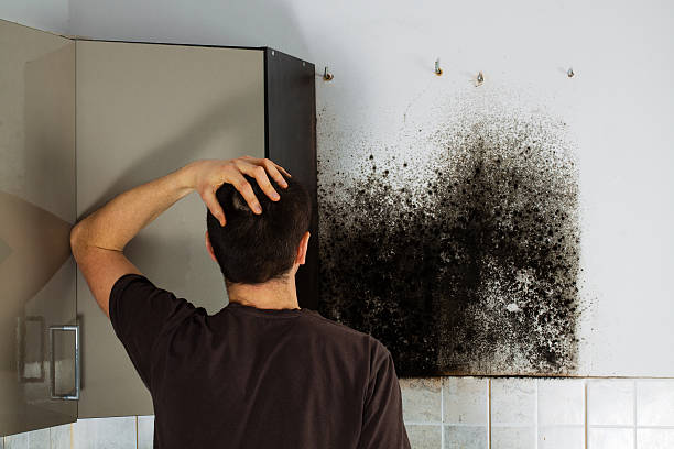Best Residential Mold Removal  in Rosemont, IL