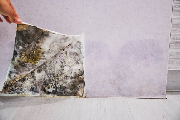 Best Mold Testing  in Rosemont, IL